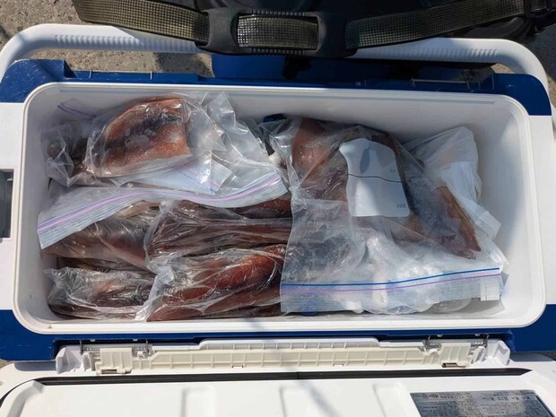 クロムツとスルメイカ（生＆船上干し）を丁寧に仕分けして持ち帰る人も。 &copy;釣りビジョン