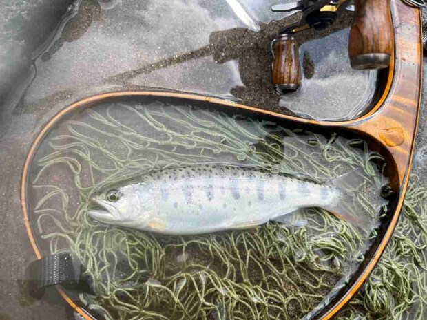 お腹がぷっくりと膨れている。虫をたくさん食べているのか？