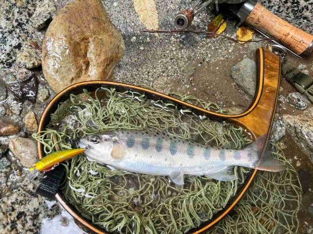 【D-コンタクト】のグリーンゴールドカラーにヒット！