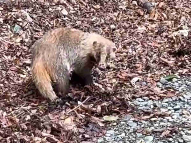 珍しいニホンアナグマ。初めて遭遇した。