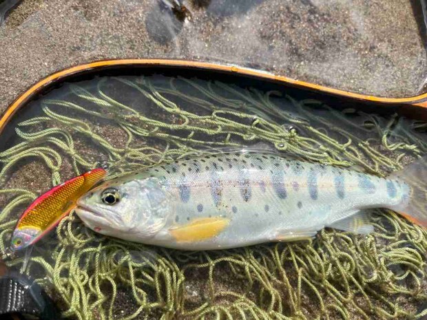 ヒットルアーはスミスの【Ｄ-インサイト44】。カラーはアカキン。