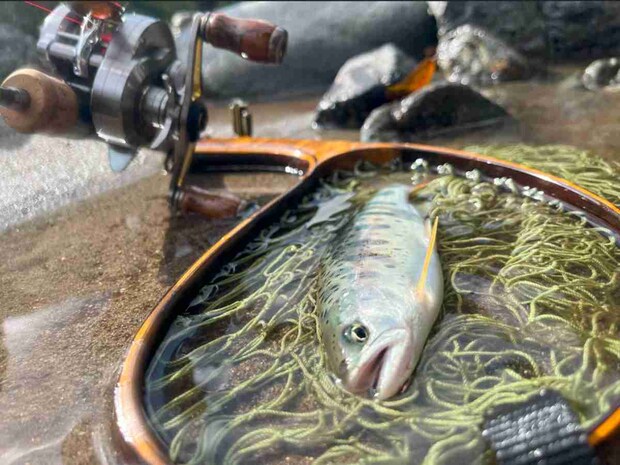 美しい丹沢のヤマメ。