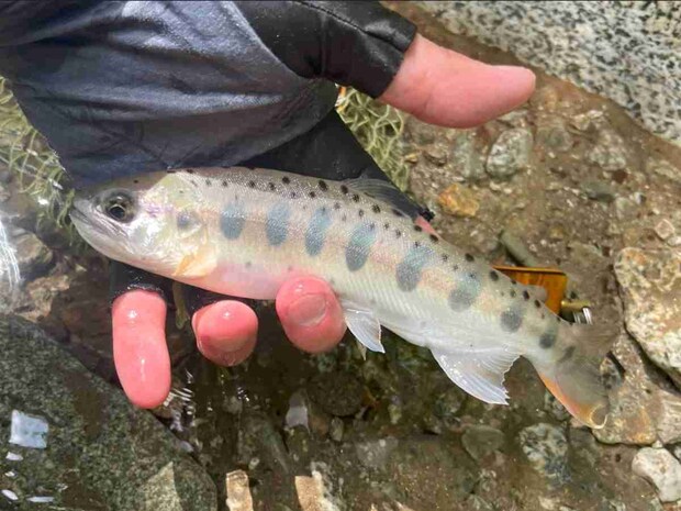 うっすら色付いている気がする。