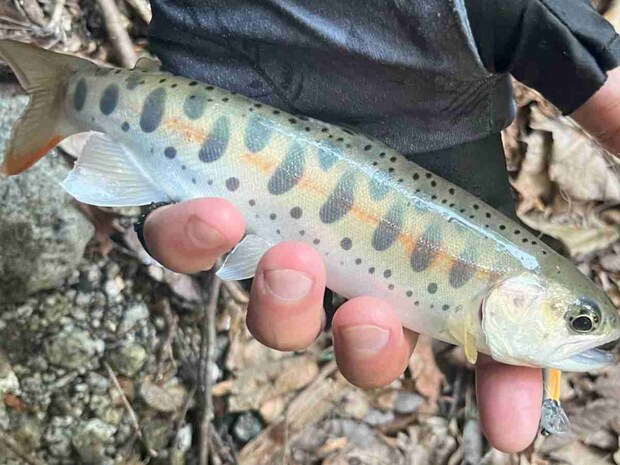 体色の濃いヤマメ。秋を感じる。