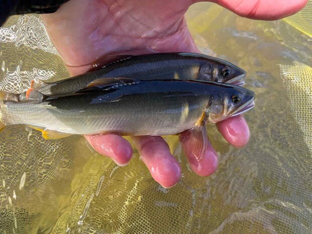 午後になって野鮎が取れれば連チャンも！ ©釣りビジョン