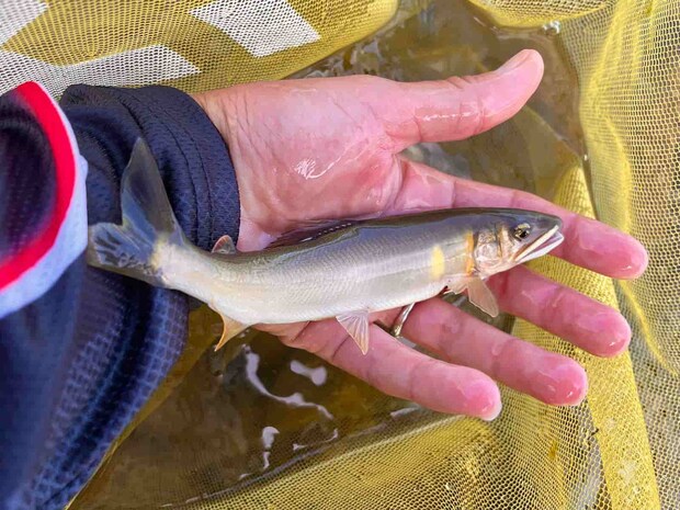 浅場で掛かるものは小型も多かったがアタリは抜群。 &copy;釣りビジョン