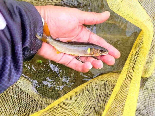 このサイズが釣れる場所ではチビ鮎が溜まっていて連発する。 &copy;釣りビジョン