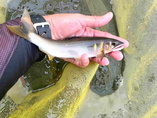 本筋の石脇の複雑な流れでは良型鮎がHIT！ &copy;釣りビジョン