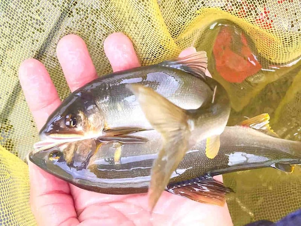 最後の最後支流で意地で掛けた1尾は気持ちの良いアタリだった。 &copy;釣りビジョン