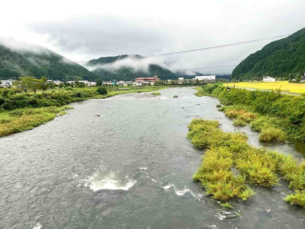 【秋雨降る長良川】郡上鮎はまだまだこれから!絶賛成長中!