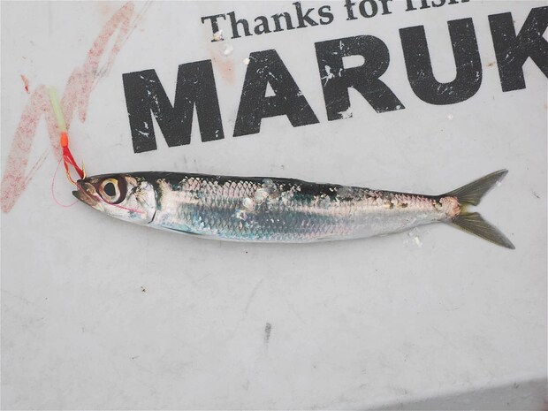 ウルメイワシ。数が纏まれば美味しい料理ができる。 &copy;釣りビジョン