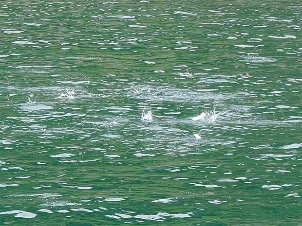 船の周りには無数のボイル。 &copy;釣りビジョン