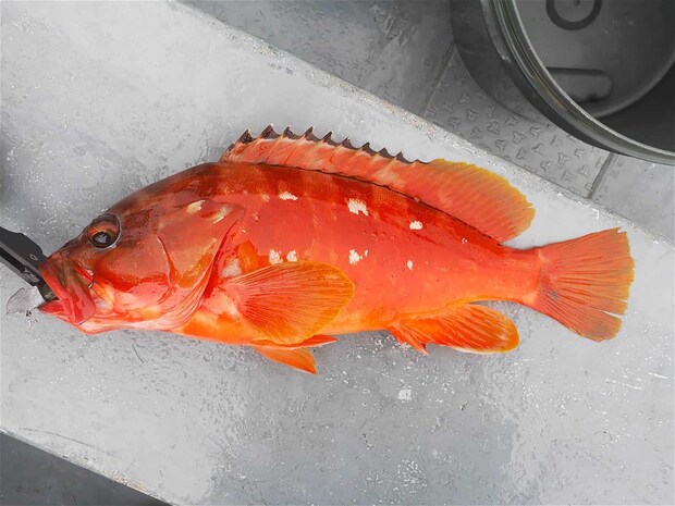 体高もあり、コンディション抜群の魚体。食味も最高である。 &copy;釣りビジョン