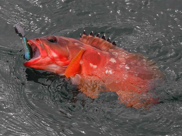 昨年よりもアタリが多いのが今期の特徴。 &copy;釣りビジョン