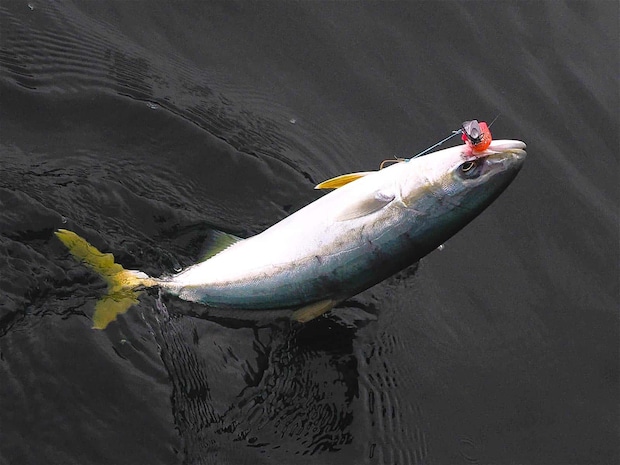 イナダも好調。 &copy;釣りビジョン