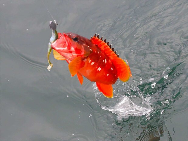 天候に恵まれなかったものの、本命のアカハタは絶好調。 &copy;釣りビジョン