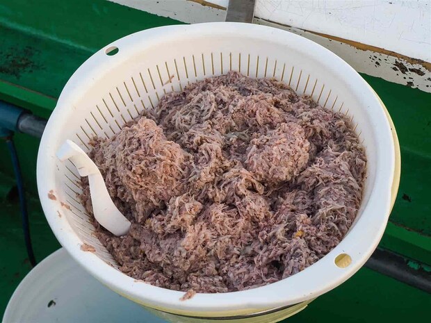 コマセはアミコマセ。 ©釣りビジョン