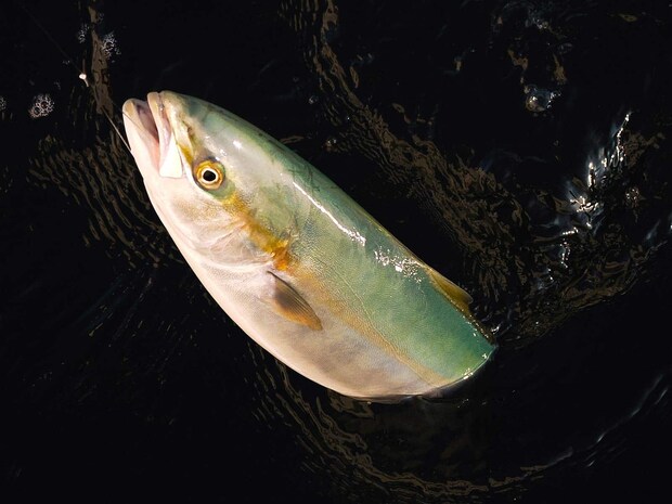 イナダのファイトを堪能。 &copy;釣りビジョン