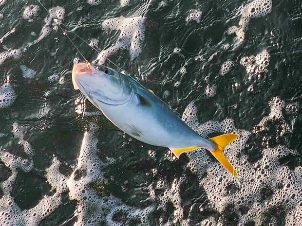 丸々と太った体高のあるイナダ。 &copy;釣りビジョン