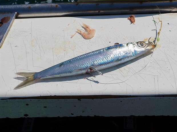 サイズが良いので沢山掛かったら一旦回収。 &copy;釣りビジョン