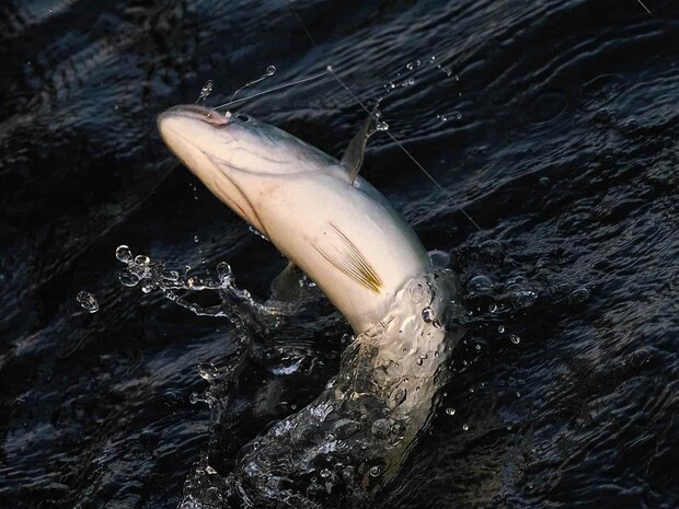 太くパワーがあるので取り込みはネットが無難。 &copy;釣りビジョン