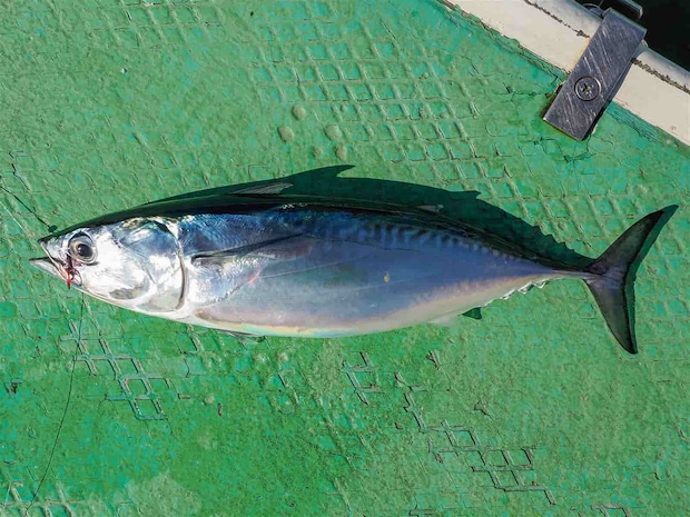 ヒラソウダも回遊してきたようだ。 &copy;釣りビジョン