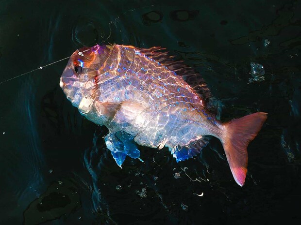 赤い魚体の正体は…！？ &copy;釣りビジョン
