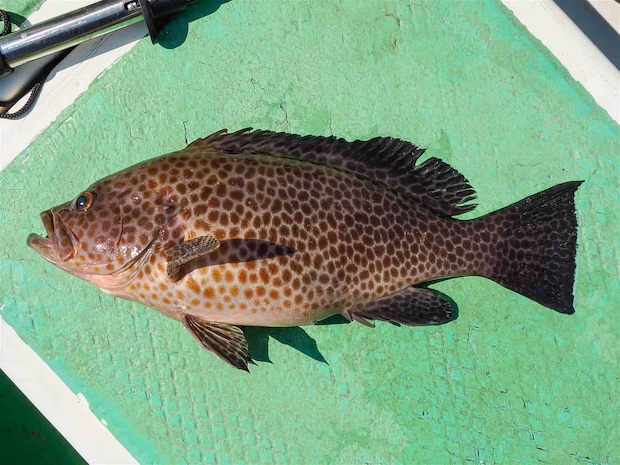 オオモンハタも登場。 &copy;釣りビジョン