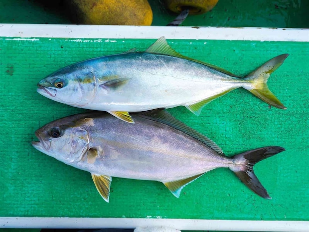 これからサイズアップの時期、楽しみだ。 &copy;釣りビジョン