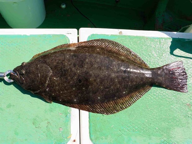 アタリは多い。今後も期待大！ &copy;釣りビジョン