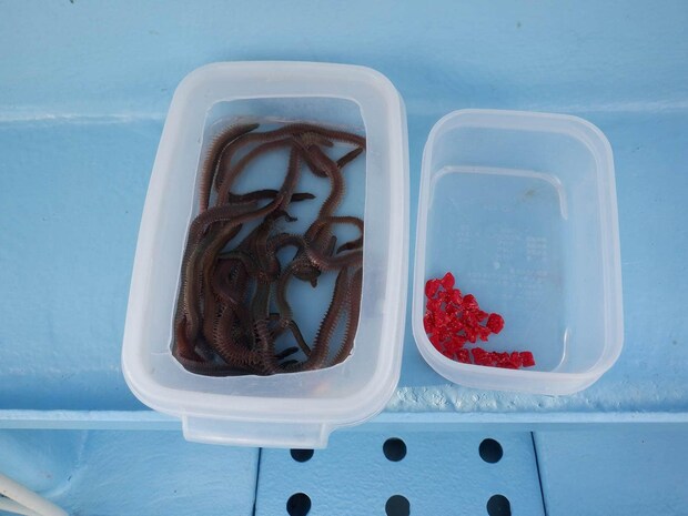 エサはアカタン（イカの食紅染）とアオイソメが配給される。 ©釣りビジョン