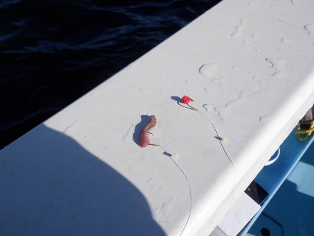 アカタンは真ん中を針に刺し、アオイソメは2～3cmに切って針に刺す。 ©釣りビジョン