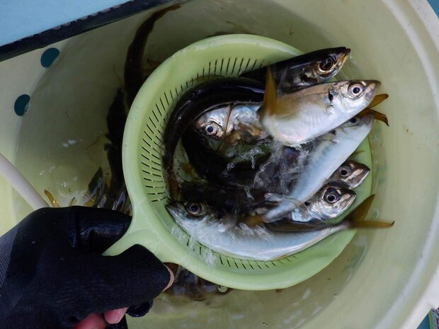 船に備え付けの持ち手付きのザルで掬ってクーラーボックスへ。 &copy;釣りビジョン