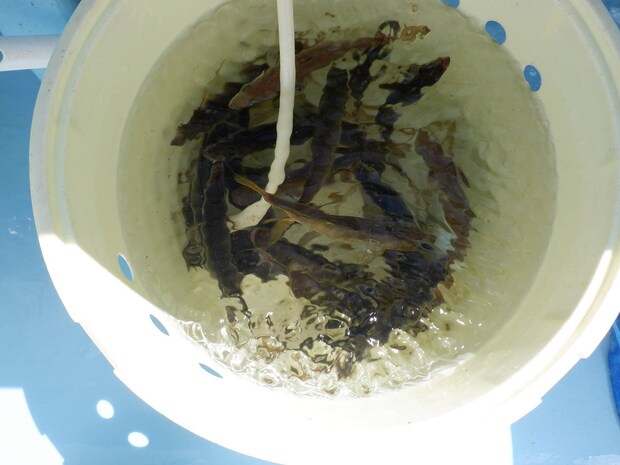 釣れたアジは海水ポンプで生かしておいた。 &copy;釣りビジョン