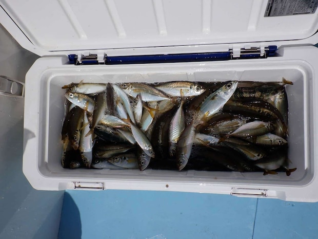 何匹か数え切れないが、たぶん100匹以上なのは間違いない！ &copy;釣りビジョン