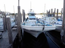 東京湾の“LTアジ”絶好調！取材日も束釣り（100匹以上）！！東京都平和島『船宿 まる八』