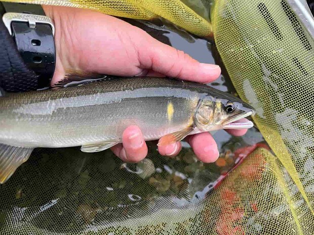 明確な前アタリから間髪入れずにドカーン！一尾目から根尾らしいデカ鮎が飛び出した！ ©釣りビジョン
