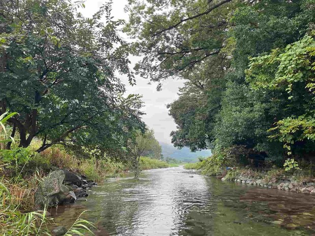 木々が覆い被さる分流！石色が抜群に良かった！ ©釣りビジョン