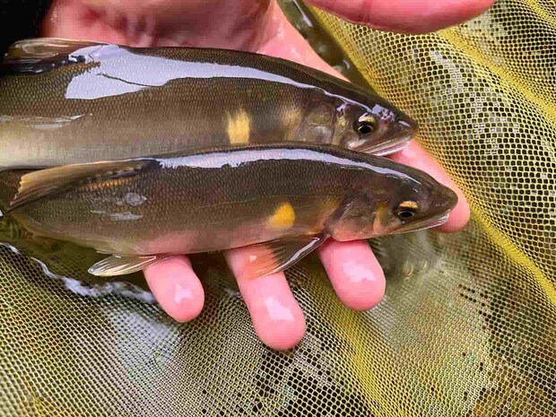 分流ではデカ鮎の連チャンが続いた！しかし夕方には鮎の移動が見られ午前中釣っていた場所からは姿を消し下流へ。 &copy;釣りビジョン