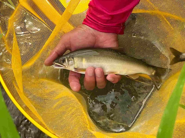 友人も初根尾鮎！浅場でもこのサイズが飛び出る！ &copy;釣りビジョン