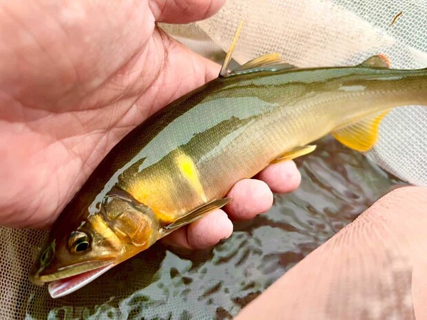 活性の上がった川では昨日よりも追星ギンギンの黄色い鮎が多く見られた！ &copy;釣りビジョン