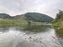 【友釣り】秋の大運動会！根尾川のデカ鮎との引き合いはガチンコ勝負！