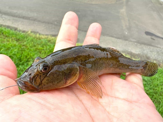 3つめの穴でヒットした1尾目のハゼ。 ©望月俊典