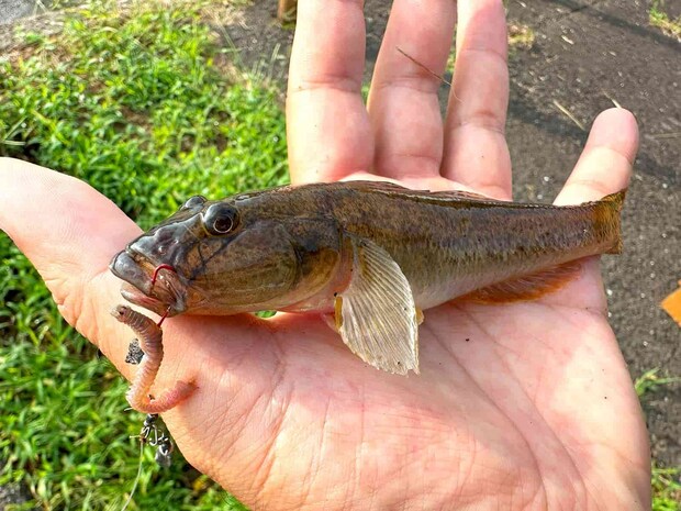 穴釣りで釣れたまあまあサイズのハゼ。15cmオーバーも珍しくない。10月はサイズアップも期待できる。 &copy;望月俊典