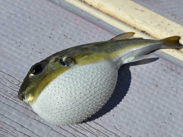 エサはおろかハリまで盗って行くサバフグが悩みの種。 &copy;釣りビジョン