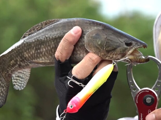 とにかく投げまくる！ガイドのアドバイスでは小さめのミノーが有効とのこと。赤塚は10gもないペンシルをピンポイントで打ち込んでいく。ファーストフッシュから連チャンしたタライーラ！特質すべきは鋭い牙！小さな魚体でもよく引く！しかし、未開の地に来てタライーラばかりでは帰れない！©釣りビジョン