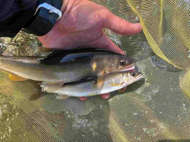 チビ鮎が連れて来てくれたのは利根川らしい強烈な引きのデカ鮎！ ©釣りビジョン