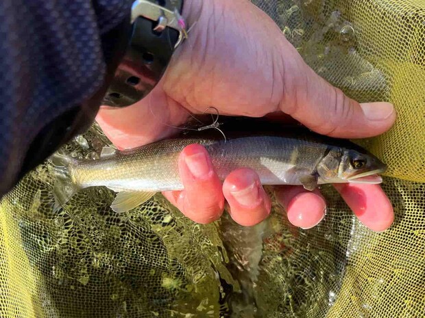 1尾目！しっかり背掛かりではあったが18cmほどのチビ鮎。 ©釣りビジョン