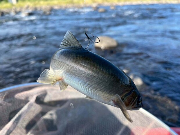 デカ鮎って奴はアタリが小さいことが多く一瞬の判断の遅れで竿は大きくのされてしまうので気が抜けないのだ。 ©釣りビジョン