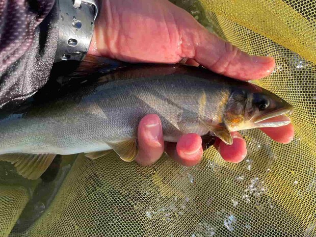 石を縫い右へ左へ泳ぎ回る鮎！この引きに臆する事なく一気にぶち抜く！ &copy;釣りビジョン